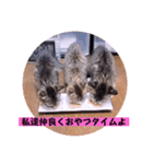 ねこーず39にゃんシリーズ㊲ハス（個別スタンプ：16）