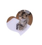 ねこーず39にゃんシリーズ㊲ハス（個別スタンプ：17）