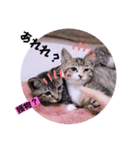 ねこーず39にゃんシリーズ㊲ハス（個別スタンプ：18）