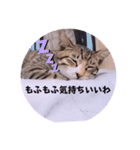 ねこーず39にゃんシリーズ㊲ハス（個別スタンプ：19）