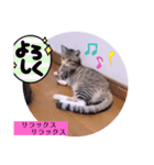 ねこーず39にゃんシリーズ㊲ハス（個別スタンプ：20）