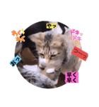 ねこーず39にゃんシリーズ㊲ハス（個別スタンプ：21）