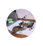 ねこーず39にゃんシリーズ㊲ハス（個別スタンプ：22）
