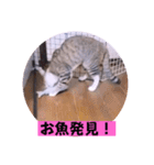 ねこーず39にゃんシリーズ㊲ハス（個別スタンプ：23）