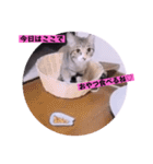 ねこーず39にゃんシリーズ㊲ハス（個別スタンプ：24）