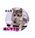 ねこーず39にゃんシリーズ㊲ハス（個別スタンプ：25）