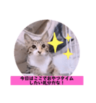 ねこーず39にゃんシリーズ㊲ハス（個別スタンプ：26）