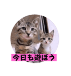 ねこーず39にゃんシリーズ㊲ハス（個別スタンプ：27）