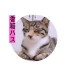 ねこーず39にゃんシリーズ㊲ハス（個別スタンプ：28）