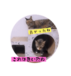 ねこーず39にゃんシリーズ㊲ハス（個別スタンプ：29）