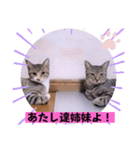 ねこーず39にゃんシリーズ㊲ハス（個別スタンプ：30）
