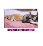 ねこーず39にゃんシリーズ㊲ハス（個別スタンプ：31）