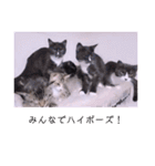 ねこーず39にゃんシリーズ㊲ハス（個別スタンプ：32）