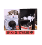 ねこーず39にゃんシリーズ㊲ハス（個別スタンプ：33）