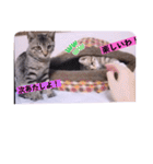 ねこーず39にゃんシリーズ㊲ハス（個別スタンプ：34）