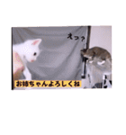 ねこーず39にゃんシリーズ㊲ハス（個別スタンプ：35）