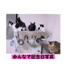 ねこーず39にゃんシリーズ㊲ハス（個別スタンプ：36）