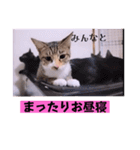 ねこーず39にゃんシリーズ㊲ハス（個別スタンプ：37）