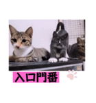 ねこーず39にゃんシリーズ㊲ハス（個別スタンプ：39）
