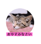 ねこーず39にゃんシリーズ㊲ハス（個別スタンプ：40）