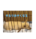 日常で大活躍 白柴犬ラヴィちゃんスタンプ（個別スタンプ：3）