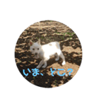 日常で大活躍 白柴犬ラヴィちゃんスタンプ（個別スタンプ：5）