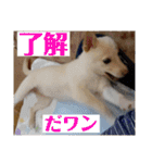 日常で大活躍 白柴犬ラヴィちゃんスタンプ（個別スタンプ：6）