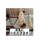 日常で大活躍 白柴犬ラヴィちゃんスタンプ（個別スタンプ：12）