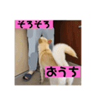 日常で大活躍 白柴犬ラヴィちゃんスタンプ（個別スタンプ：15）