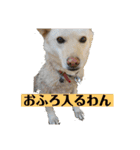 日常で大活躍 白柴犬ラヴィちゃんスタンプ（個別スタンプ：17）