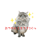 サイベリなライアン（個別スタンプ：3）