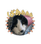 ネコどーぞ（個別スタンプ：1）