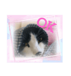 ネコどーぞ（個別スタンプ：3）