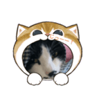 ネコどーぞ（個別スタンプ：4）