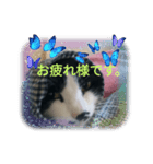 ネコどーぞ（個別スタンプ：6）
