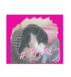 ネコどーぞ（個別スタンプ：7）