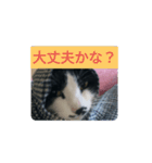 ネコどーぞ（個別スタンプ：8）
