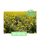 ぱぴぱぴパピヨン96（個別スタンプ：3）