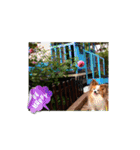 ぱぴぱぴパピヨン96（個別スタンプ：12）