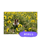 ぱぴぱぴパピヨン96（個別スタンプ：13）