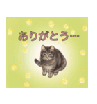 猫のゴッホ（個別スタンプ：7）