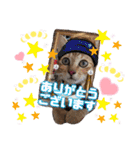 猫スタンプ❤️日常❤️挨拶❤️デカ文字❤️（個別スタンプ：1）