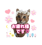 猫スタンプ❤️日常❤️挨拶❤️デカ文字❤️（個別スタンプ：2）
