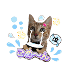猫スタンプ❤️日常❤️挨拶❤️デカ文字❤️（個別スタンプ：3）
