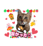 猫スタンプ❤️日常❤️挨拶❤️デカ文字❤️（個別スタンプ：4）