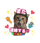 猫スタンプ❤️日常❤️挨拶❤️デカ文字❤️（個別スタンプ：6）
