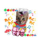 猫スタンプ❤️日常❤️挨拶❤️デカ文字❤️（個別スタンプ：7）