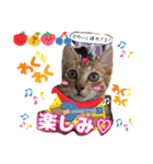 猫スタンプ❤️日常❤️挨拶❤️デカ文字❤️（個別スタンプ：8）