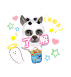 猫スタンプ❤️日常❤️挨拶❤️デカ文字❤️（個別スタンプ：10）