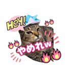 猫スタンプ❤️日常❤️挨拶❤️デカ文字❤️（個別スタンプ：11）